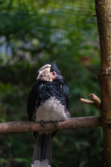 A striking Trumpeter Hornbill is perched gracefully on a textured wooden branch