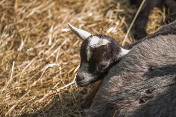 A close-up view captures the peaceful face of a young goat kid resting
