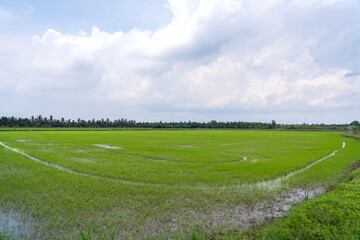 View of rice field saplings swamp in rainy season and sky white clouds after rain in Nakhon Pathom Thailand.