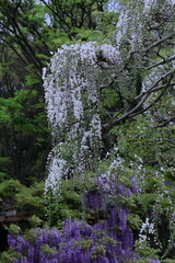 美しく垂れ下がる