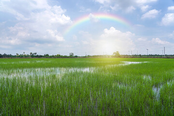 View of rice field saplings next to a rural road there are power lines along roadside and solar street lights sky white clouds rainbow after rain in countryside Nakhon Pathom Thailand.