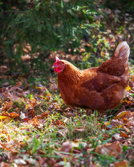 chicken in autumn