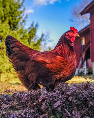 free range chicken