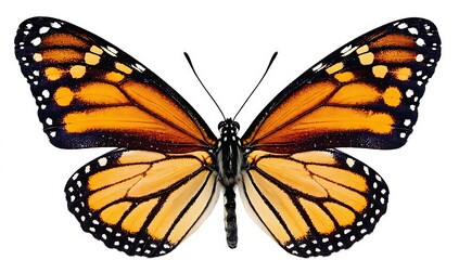 Fototapeta premium Monarch Butterfly on White Background