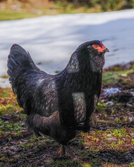 free range chicken
