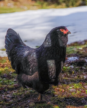 free range chicken