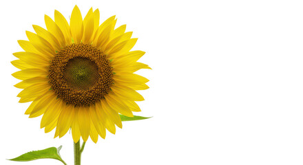 Obraz premium Isolated Sunflower