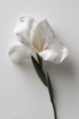Obraz premium photorealistic ultraminimalist composition featuring single flower on pristine white background