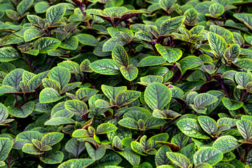 Ornamental nettle flowers in flower pots in a greenhouse, for sale.