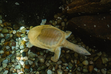 A softshell turtle is visible in clear, shallow water, its distinctive leathery shell and long snout prominent