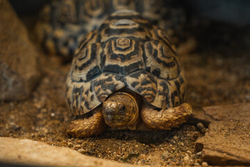 A leopard tortoise is captured in a low-angle view, sitting on textured sandy and gravelly ground