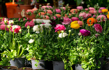 Multi-colored ranunculus flowers bloom in a flower pot in a greenhouse.
