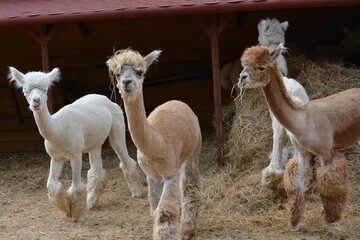 Group of sheared alpacas on a farm near wooden shelter

Fluffy-legged alpacas with shorn wool...