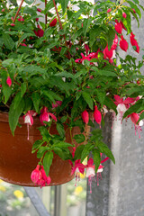 Pink fuchsia flowers in a flowerpot in a greenhouse, sale of ornamental plants for sale.