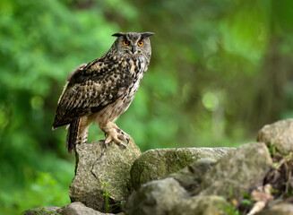 Eurasian eagle owl ( Bubo bubo ) close up