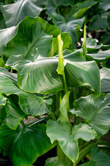 Calla lily flower in a large greenhouse, ornamental plants for sale.
