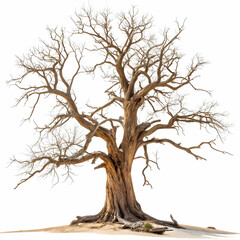 twisted ancient tree with sprawling branches like veins, isolated on white background