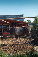 Brown Cow Standing Near Bamboo Shelter in Agricultural Rural Setting
