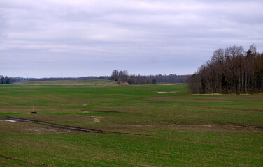 Green winter wheat begins to grow in the vast expanses.