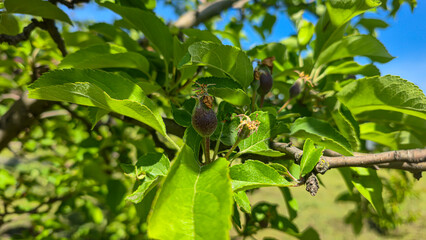 Small fruits on an apple tree. Apples on tree branches. Trees and fruits