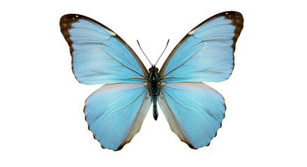 Isolated Blue Morpho Butterfly