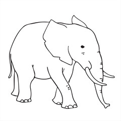 elephant sketch drawing