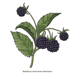 Blackberry Botanical Illustration – Vintage Hand Drawn Engraving