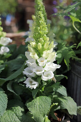 Closeup of a White-flowered Foxglove plant, Nottinghamshire England
