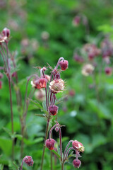 Macro image of a Water Avens bloom and buds, Nottinghamshire England
