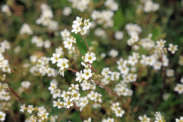 Meadow saxifrage blooms, Nottinghamshire England
