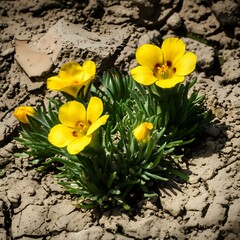 Fototapeta premium Vibrant Yellow Desert Flowers Blooming in Harsh Sunlight