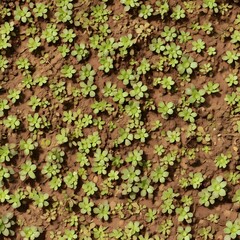 Aerial View of Lush Greenery in a Cultivated Field