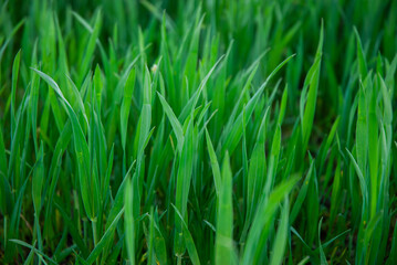 Vibrant green grass blades in a dense field capturing the lush growth and serenity of a natural outdoor scene in daylight