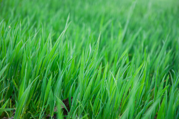 Vibrant green grass blades in a sunlit field capture the essence of nature's beauty and the freshness of a spring morning