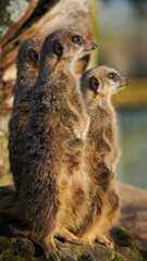 Meerkats standing on hind legs in a watchful pose, demonstrating their social behaviours in an outdoor environment, basking in soft sunlight. Ideal for wildlife and animal behaviour-themed usages.
