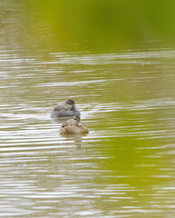 two gadwall ducks photographed between green leaves, gadwall ducks on the pond between green bushes, idyllic scene on the lake with peaceful ducks, idyllic nature upright, Mareca strepera vertical