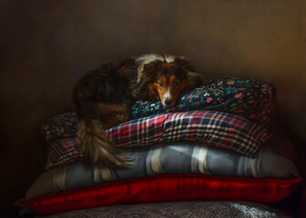 A sweet Shetland Sheepdog relaxes peacefully on a cozy heap of pillows. The soft textures and...