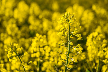 Obraz premium Vibrant yellow canola flowers in a sunlit field capturing the beauty of a lush spring landscape with golden blooms and green stems