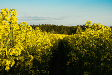 Obraz premium A vibrant yellow field of blooming rapeseed flowers under a clear blue sky with a distant green forest horizon at sunset showcasing nature's beauty