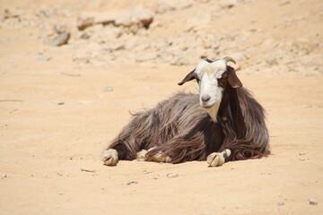 Brown and white long-haired goat lying on dry sand, resting peacefully in a sunlit, Oman