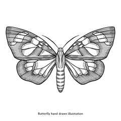 Butterfly Illustration – Vintage Hand Drawn Engraving Line Art