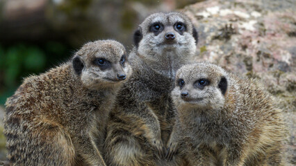 Close-up of three meerkats sitting together on a rock, displaying their curious and communal nature in a natural habitat, surrounded by a rustic setting with vibrant earthy tones.