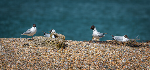 RSPB protected nesting site for seabirds at Langstone harbour, Hampshire, UK