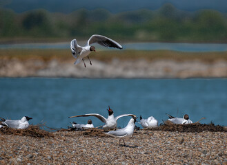 RSPB protected nesting site for seabirds at Langstone harbour, Hampshire, UK