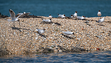 RSPB protected nesting site for seabirds at Langstone harbour, Hampshire, UK