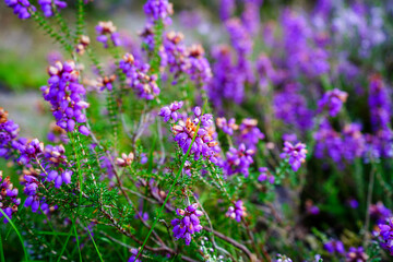 Close up of purple heather flowers