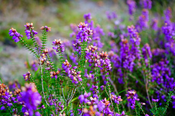 Close up of purple heather flowers
