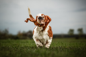 Basset hound running joyfully across a grassy field on a cloudy day
