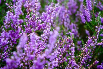 Close up of purple heather flowers