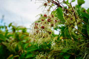 Close up of the flowers of the plant old man's beard